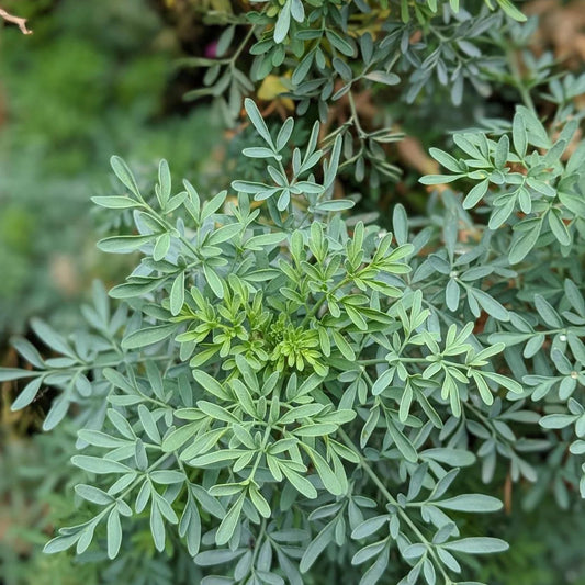 Ethiopian Tena Adam (ጨና ኣዳም)